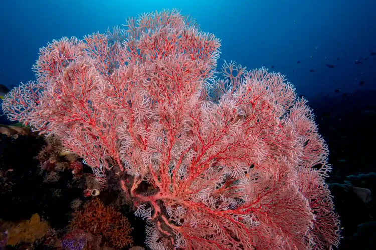 Underwater | Invest Papua