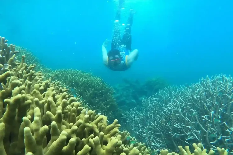 Underwater | Invest Papua