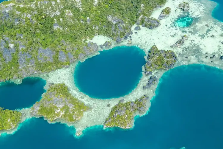 Harfat Raja Ampat | Invest Papua